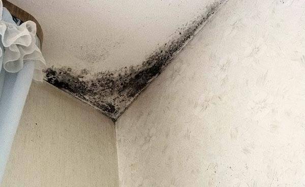 Voici à quoi ressemblent les coins dans les pièces très humides.