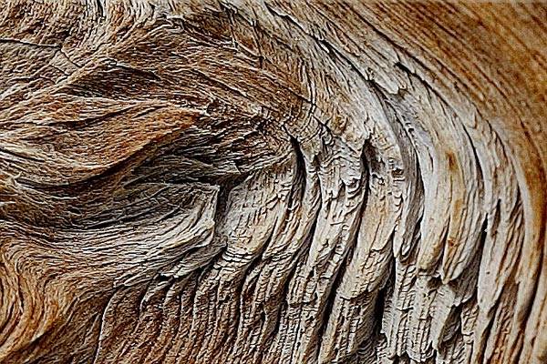 Natural wood structure