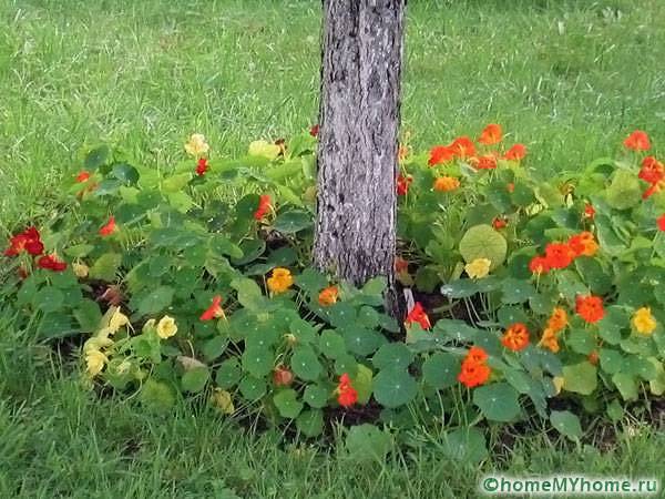 Un parterre de fleurs sans design prononcé