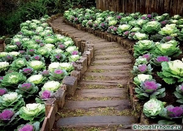 Un lit de choux de Bruxelles