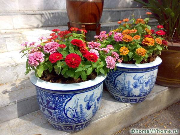 Vases avec des fleurs