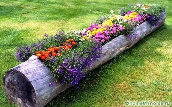 Parterre de fleurs dans un journal