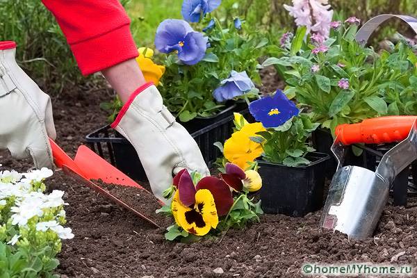 Φυτεύω λουλούδια