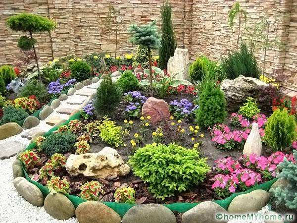 Examples of plants for rock garden