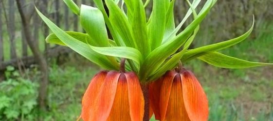 Κατάλογος πολυετών λουλουδιών για καλοκαιρινή κατοικία: φωτογραφία με ονόματα