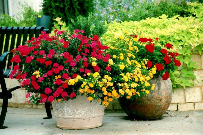 Beton dış mekan saksıları