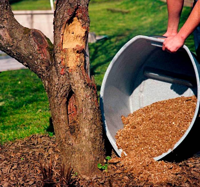 ต้นไม้ในสวนจะชอบปุ๋ยหมักเพียงแค่เทออกให้ถูกต้อง