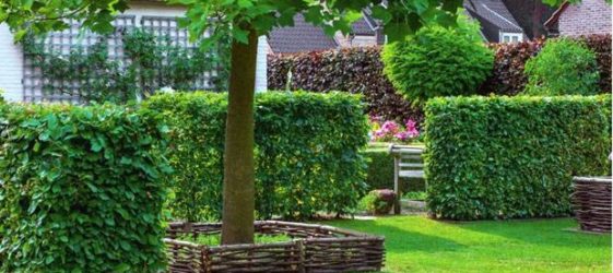 Piante rampicanti a crescita rapida per recinzione