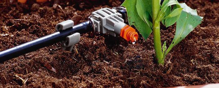 DIY หยดน้ำในเรือนกระจก