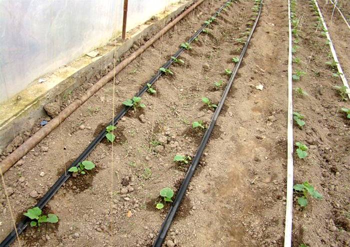 การออกแบบการรดน้ำที่เรียบง่าย