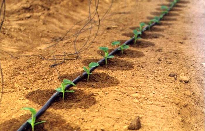 อุปกรณ์จุดช่วยให้คุณรดน้ำพุ่มไม้แต่ละต้น