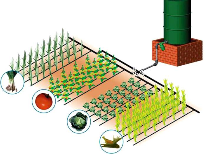 ตัวเลือกการชลประทานขนาดเล็กสำหรับพืชที่แตกต่างกัน