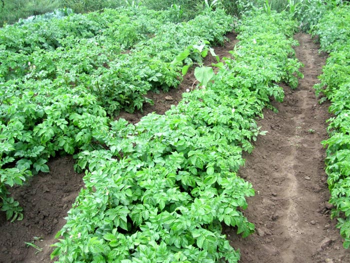 Foto's van bulkbedden met uw eigen handen