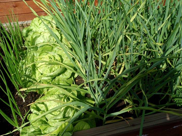 Kool en uien zijn geweldige metgezellen