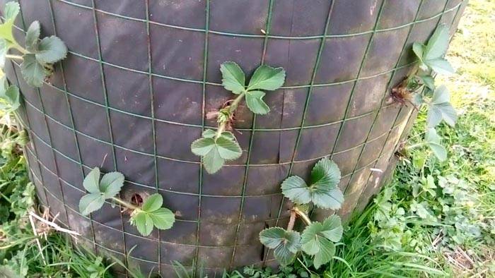 Мрежа + филм