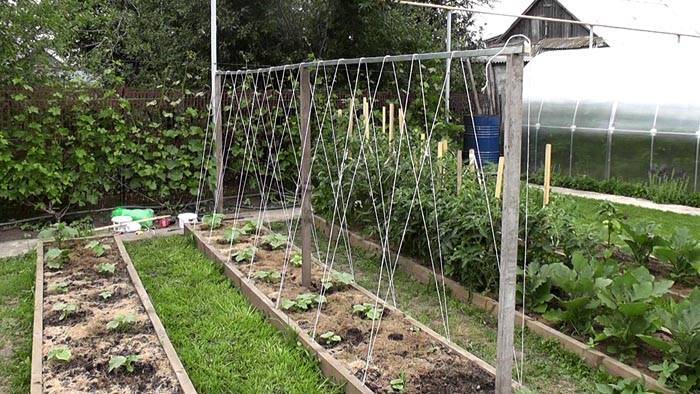 Een voorbeeld van het correct planten van komkommers in de volle grond