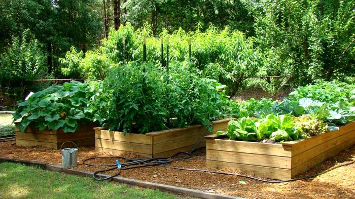 Инсталирането далеч от дървета и сгради е чудесно решение, което ще допринесе за образуването на голяма реколта