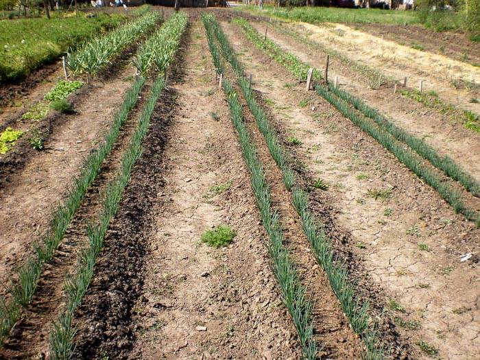 Het apparaat van smalle bedden voor groenten - u kunt zich niet handiger voorstellen