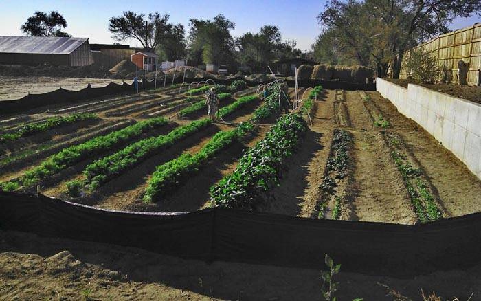 Planten planten volgens de Mittlider-methode