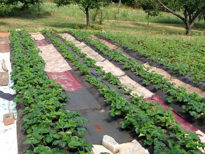 Voor maximale resultaten kunt u de paden tussen de rijen sluiten