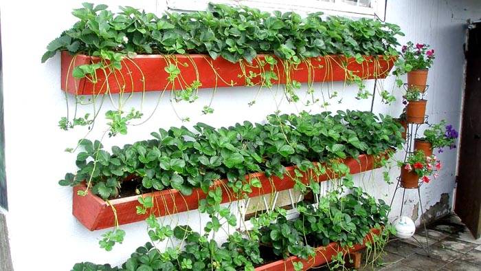 Вертикално засадените ягоди улесняват прибирането на реколтата