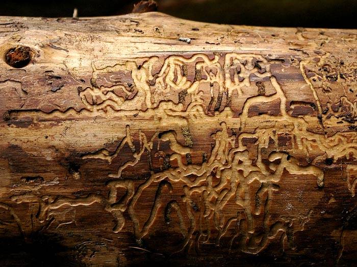 De depressies lijken op passages in hout gemaakt door de larven van insecten, schorskevers