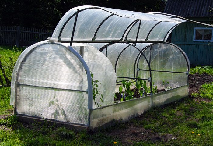 In Butterfly, you can grow seedlings of tomatoes, cucumbers, peppers and cabbage. Radishes, salad greens and cucumbers will feel good here.