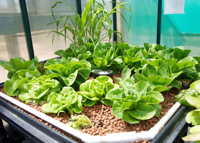 Natural vitamins are much healthier for health than questionable substitutes in pharmaceuticals