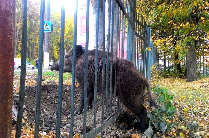 หากคุณสร้างระยะห่างระหว่างแท่งไม้มากเกินไปแขกที่ไม่ได้รับเชิญสามารถเจาะผ่านรั้วดังกล่าวได้อย่างง่ายดาย