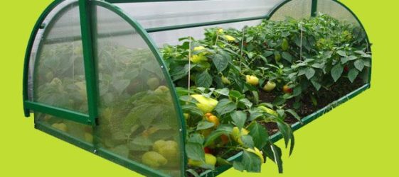 Ψωμί θερμοκηπίου