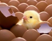 Incubatrice fai da te a casa