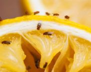 Mutfaktaki ortalardan nasıl kurtulurum