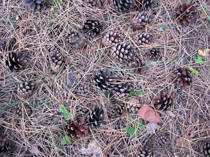 Това е безплатен материал, даден от природата, който винаги е в изобилие под всяко иглолистно дърво.