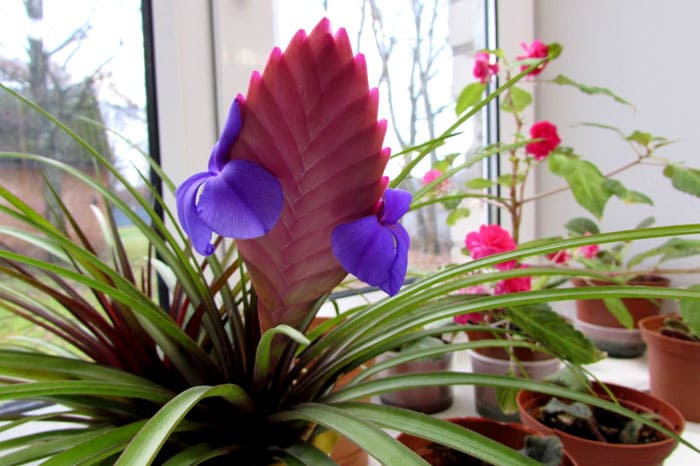 Tillandsia blue със своята ярка колоска, върху която през есента цъфтят лилаво-люлякови цветя, е грандиозно