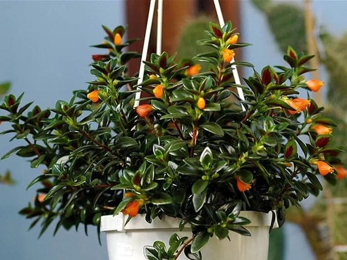 Представителят на семейство Геснериев бе обявен за гол хипоцирт. Въпреки че е дори странно да се нарича цъфтящо растение с изобилие от зеленина, голо с рядка красота