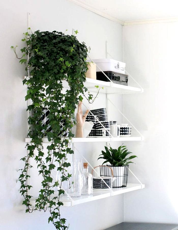 Непретенциозен красавец, който може да бъде идеалният липсващ пъзел на дизайнерски ансамбъл - хедер бръшлян