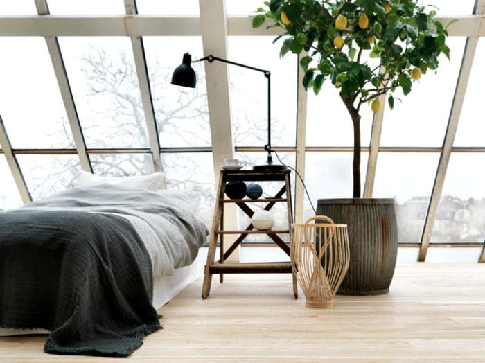 Големите дървета са разположени по-близо до вертикални повърхности. Ако в стаята има голямо дърво, това ще бъде достатъчно за любителите на минимализма.