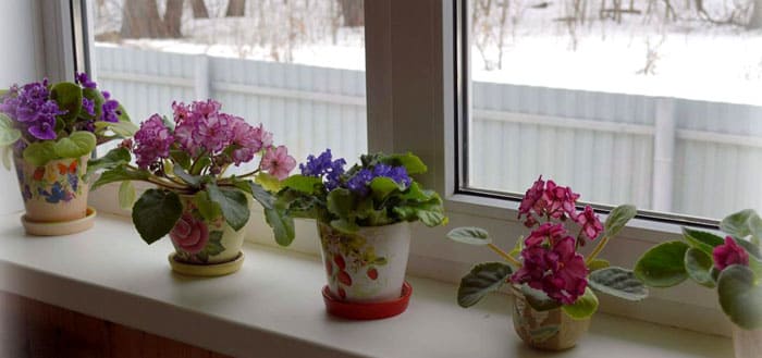 Добре е да поставите цветя от същия тип на первазите на прозорците.