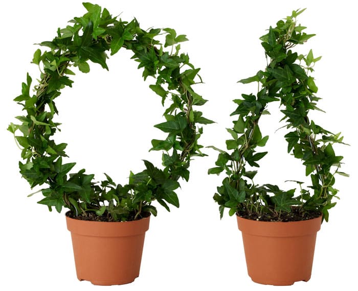 Благодарение на рамката-рамка, можете да получите различни форми на мигли