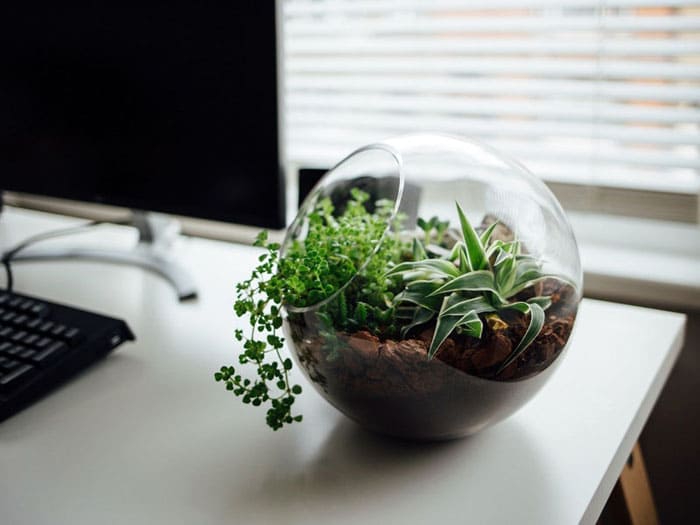 Бюрото на работното място ще бъде от полза само ако поставите необичаен терариум с различни видове малки растения
