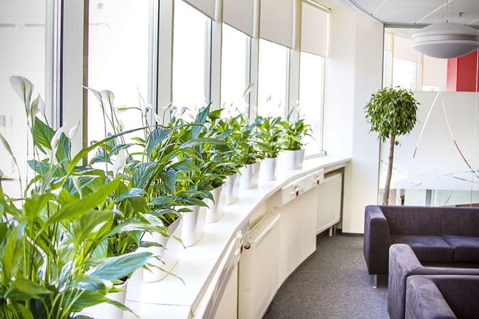 Ред еднакви растения изглежда стилно