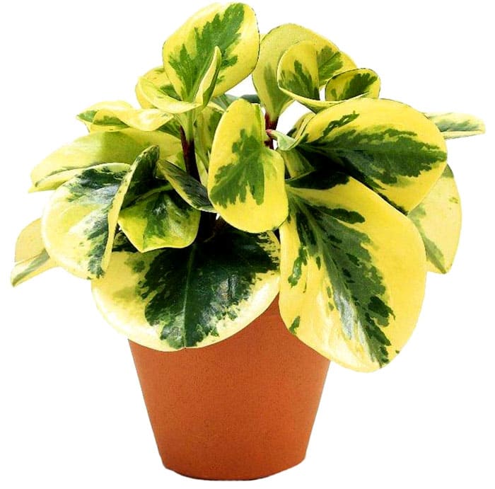 Тъполистната пеперомия се нуждае от разсеяна светлина поради светлите листа