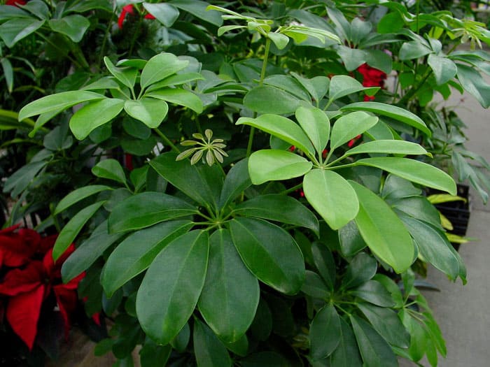 Шефлера расте в впечатляващо дърво и изглежда много декоративно във всеки ъгъл