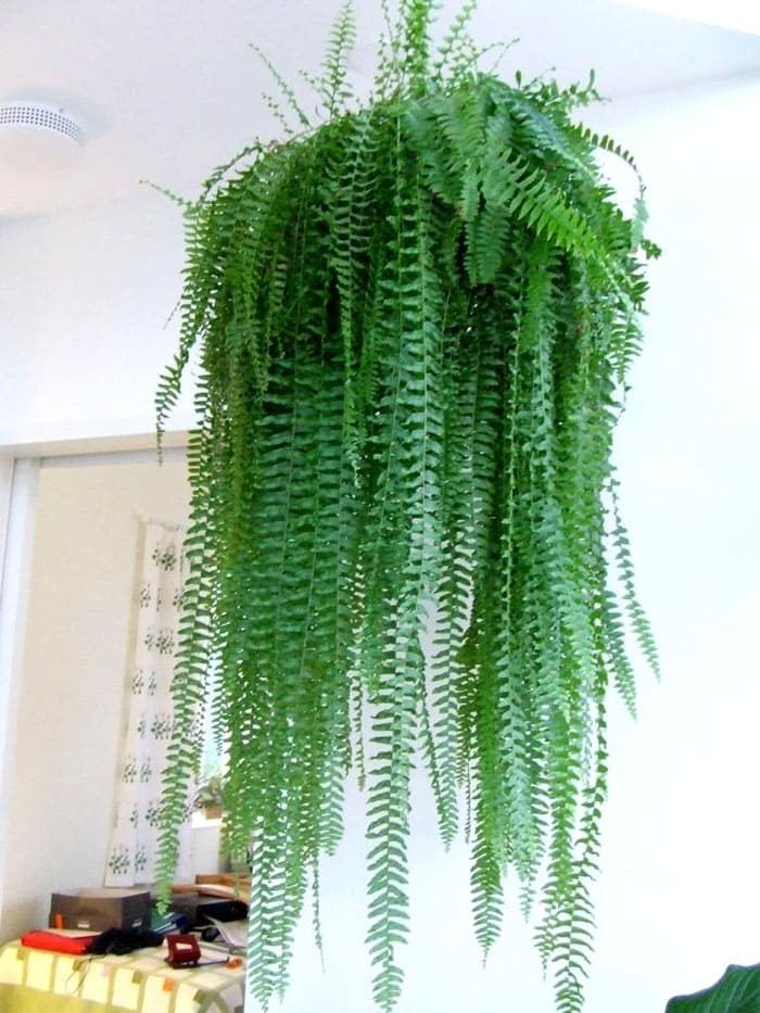 Папрати като Нефролепсис или Давалия често се окачват или поставят на стенни рафтове или шкафове
