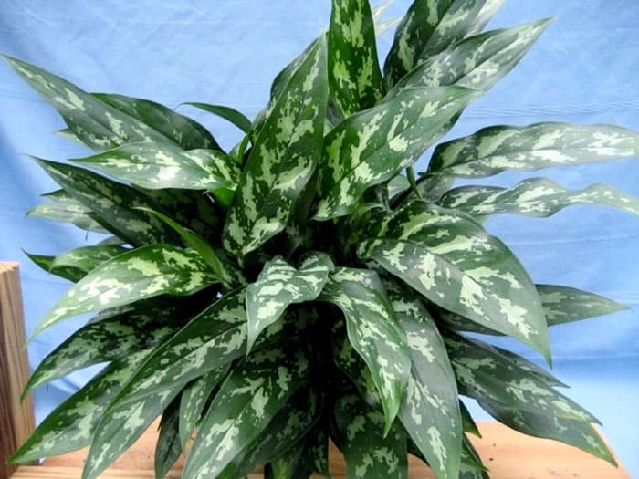 Aglaonema е променлива с многобройни сортове, подходящи за много: различни листа по форма и цвят, със или без петна или ивици