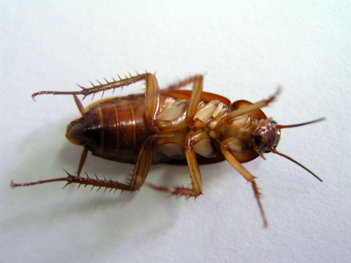 The most effective remedies for cockroaches in the apartment