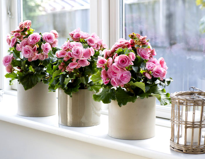 Fotos y nombres de plantas y flores de interior