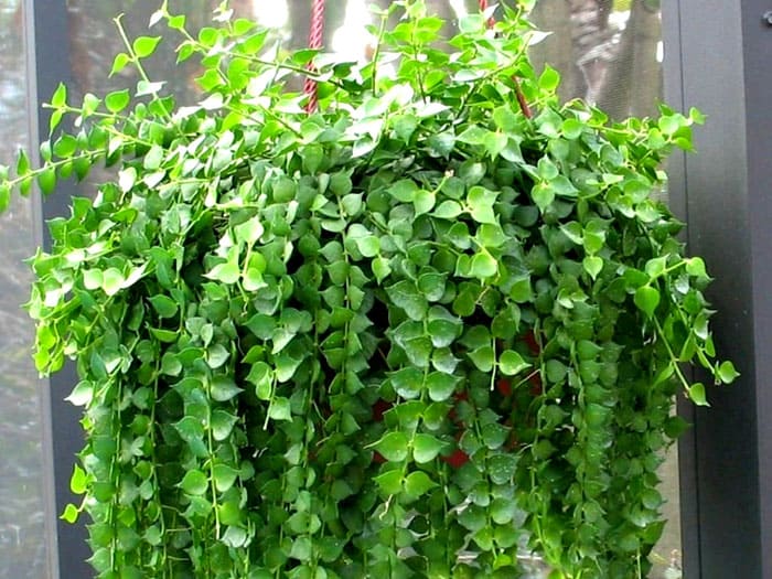 La hermosa disquidia florece una vez al año, y el resto del tiempo puedes admirar su hermoso follaje y forma.