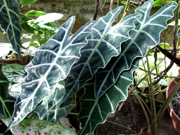 En casa, la planta es poco exigente y puede decorar cualquier habitación.