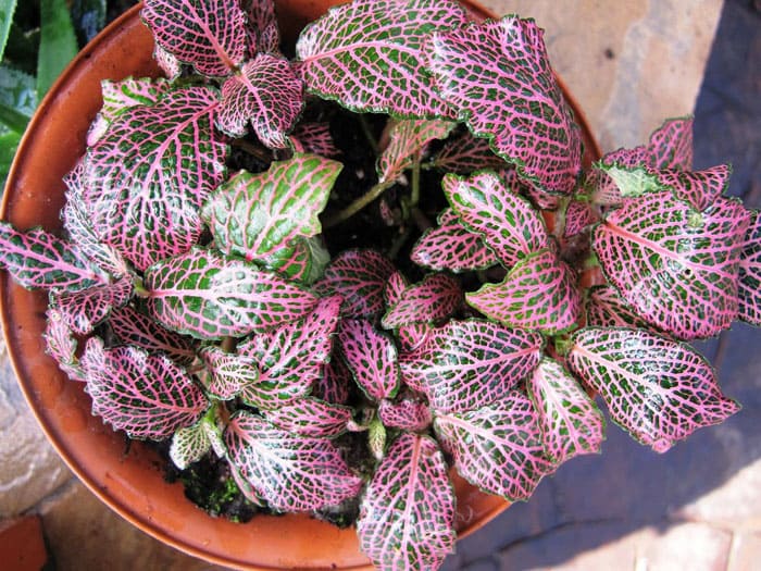 Fittonia incluye 15 especies de plantas perennes, de las cuales la fittonia gigante, Vershaffelt, la fittonia con vetas plateadas son las más adecuadas para la casa. Una flor con hojas rojas, cuyo nombre a menudo se busca, puede resultar ser una fittonia.
